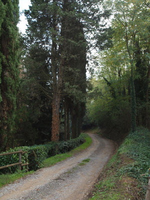 A shaded path on the farm