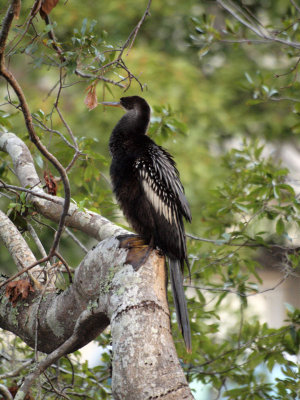 The anhinga