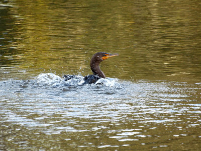 A double crested cormorant, I thin