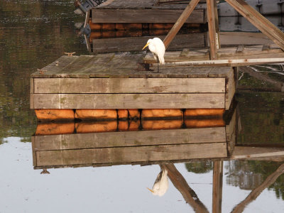 The egret on the pier.jpg