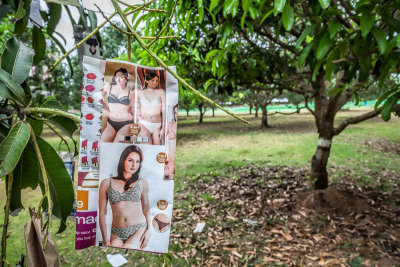 Hidden fruits in the mango orchard