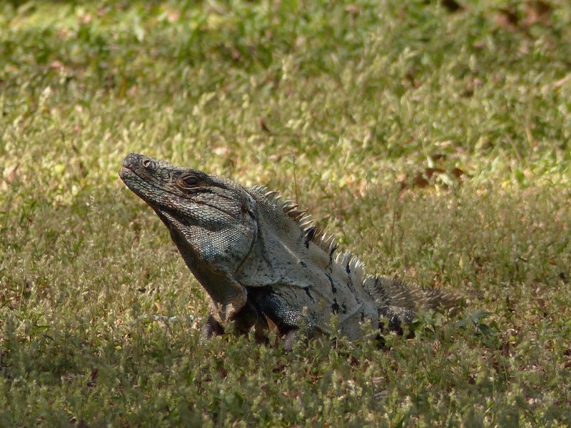 Ctenosaur