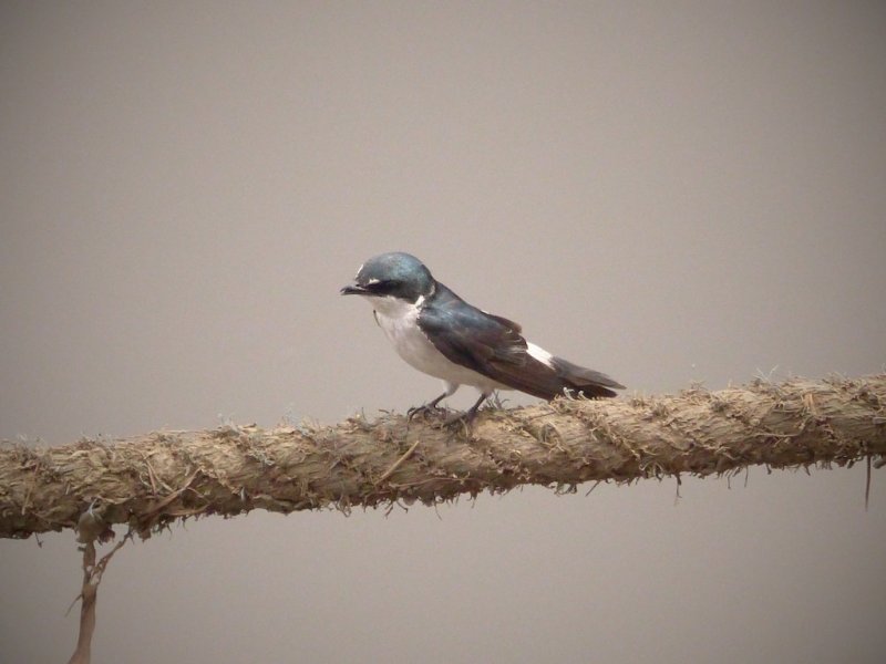 Mangrove Swallow