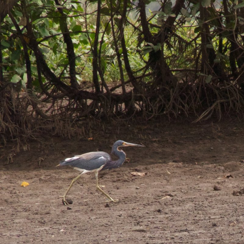 Tricolored Heron
