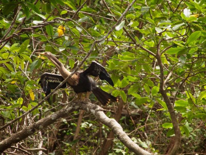 Anhinga