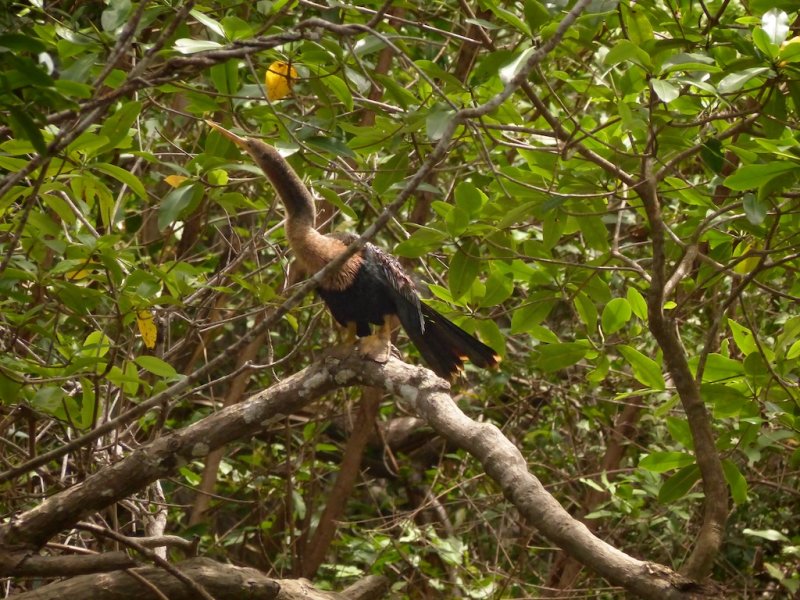 Anhinga
