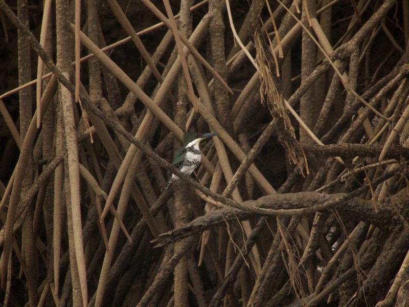 Green Kingfisher