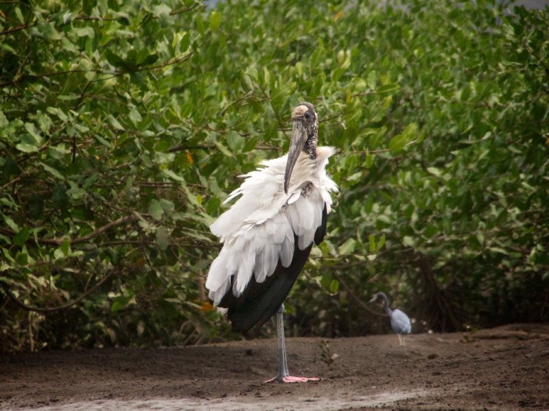 Wood Stork and Little Blue Heron