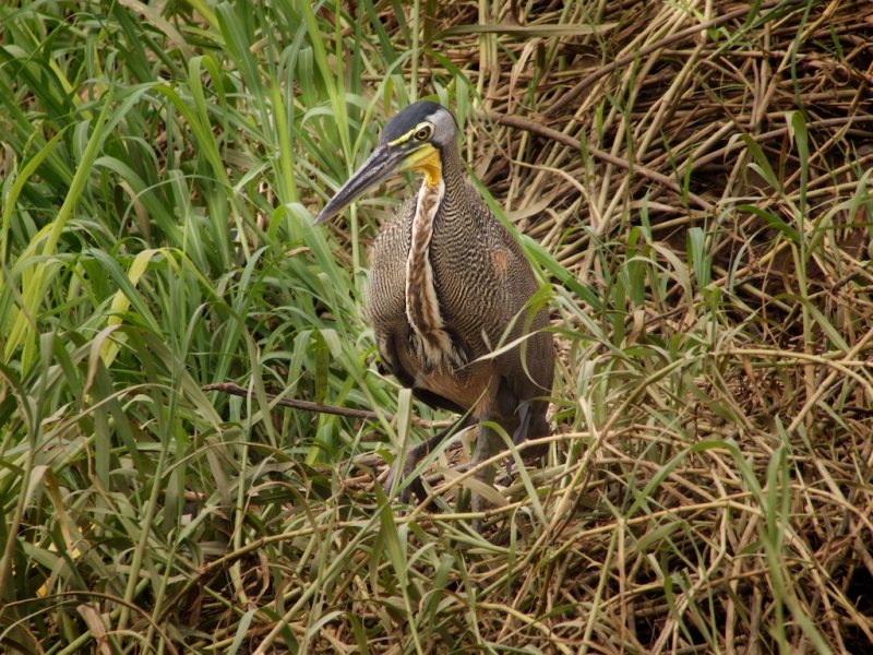 Bare-throated Tiger Heron