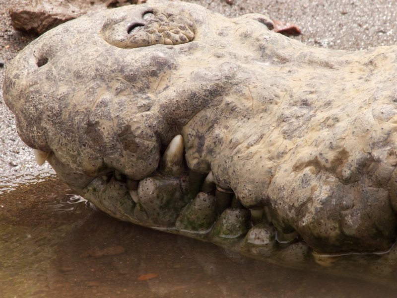 Crocodile Jaws