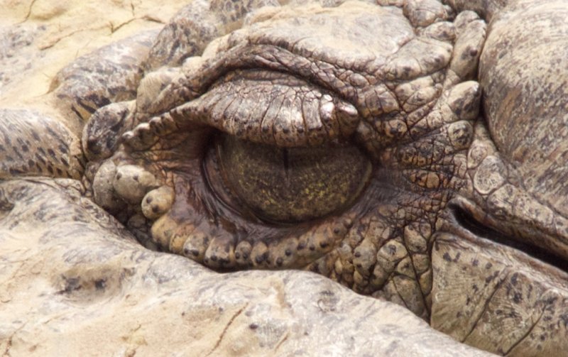 Crocodile Eye