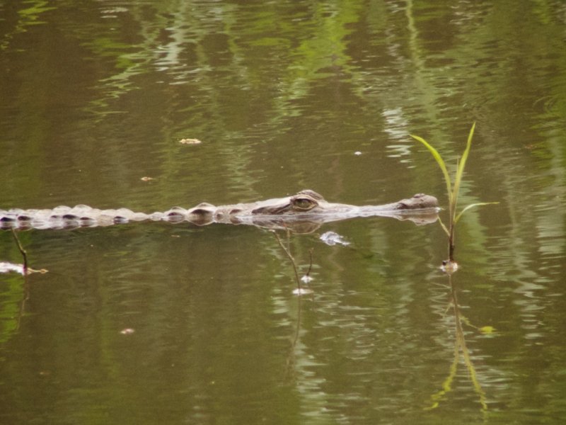 American Crocodile