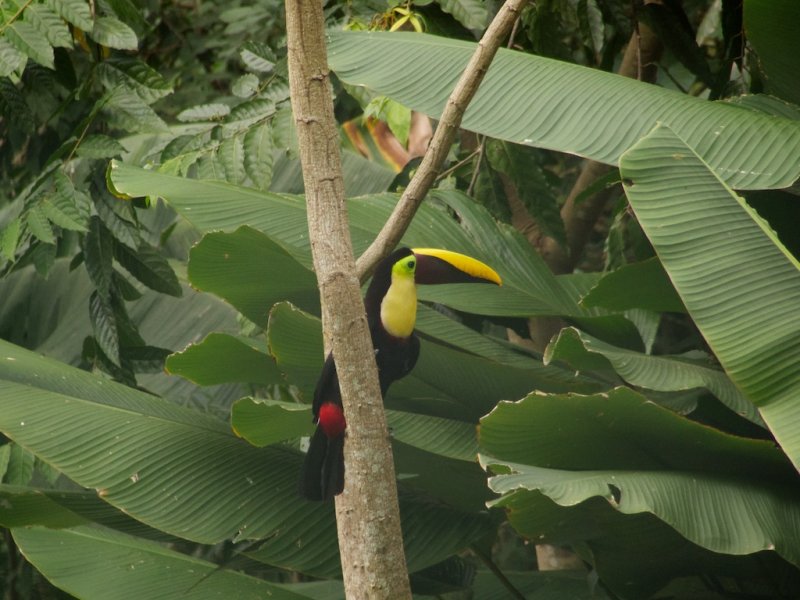 Chestnut-mandibled Toucan
