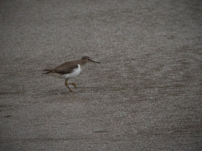 Spotted Sandpiper
