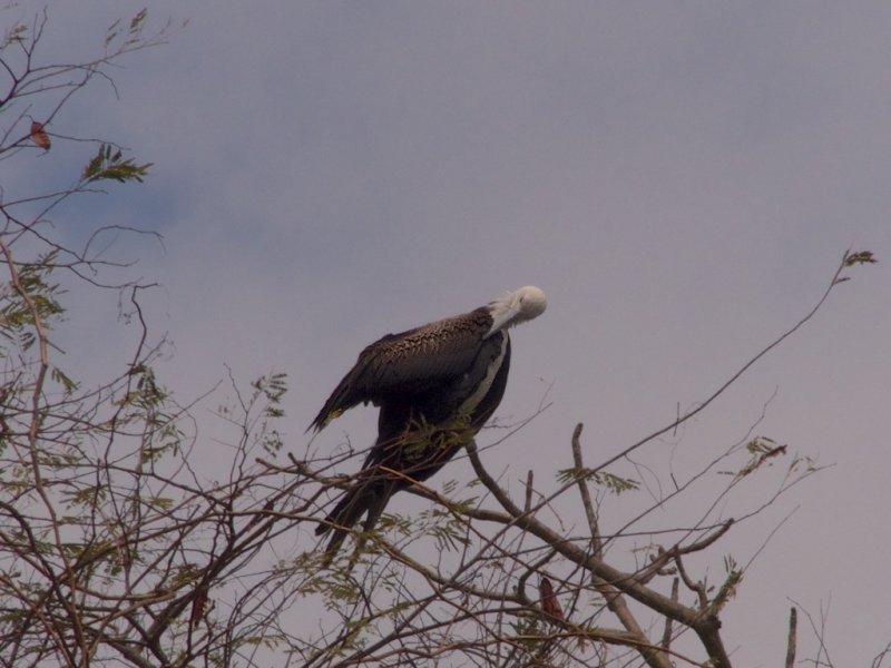 Magnificent Frigatebird