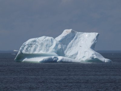 Iceberg Field Near Twillingate -5, Newfoundland