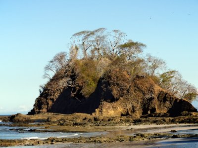 Frigatebird Home