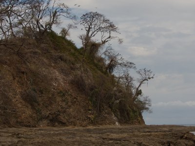 Magnificent Frigatebird Colony