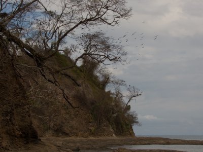 Magnificent Frigatebird Colony