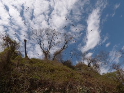Magnificent Frigatebird Colony