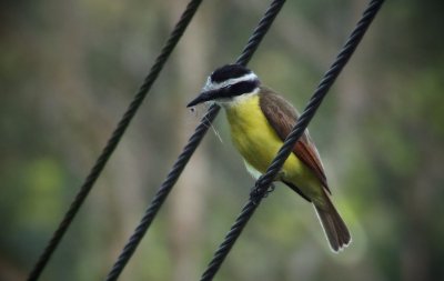 Great Kiskadee