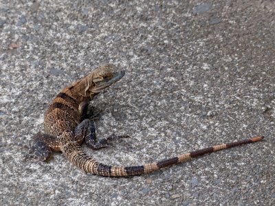 Spiny Tailed Iguana