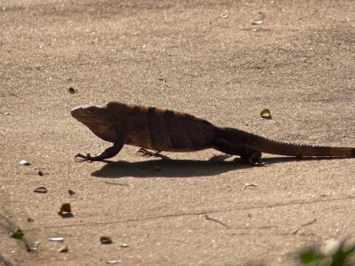 Black Iguana