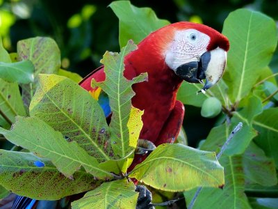 Scarlet Macaw