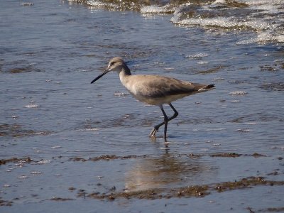 Willet