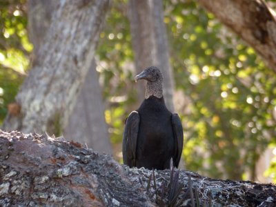 Black Vulture