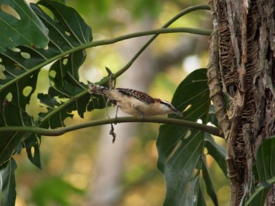 Rufous-naped Wren