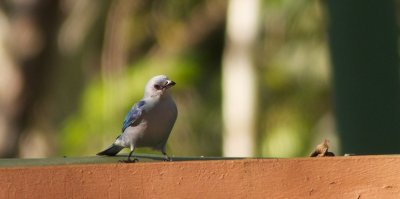 Blue-grey Tanager