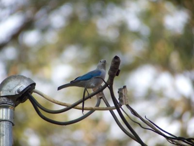 Blue-grey Tanager