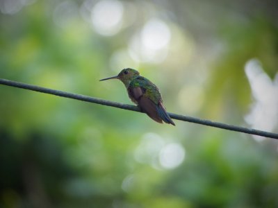 Rufous Tailed Hummingbird