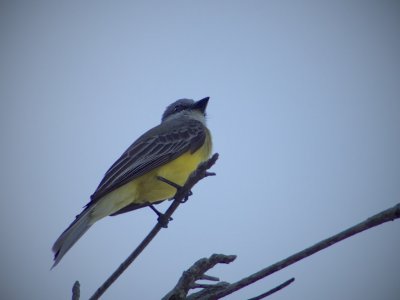 Social Flycatcher