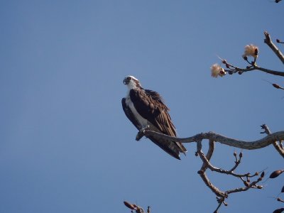 Osprey