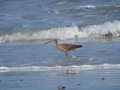 Whimbrel