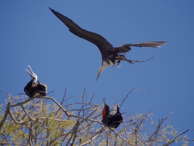 Magnificent Frigatebird