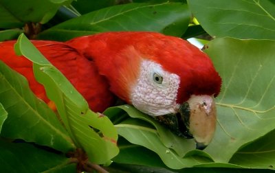 Scarlet Macaw
