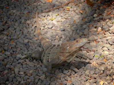 Spiny Tailed Iguana