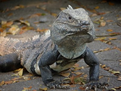 Green Iguana