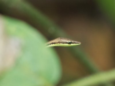 Brown Vine Snake