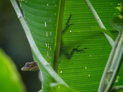Anole Lizard