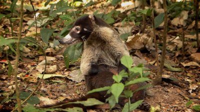 White-nosed Coati