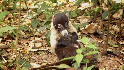 White-nosed Coati