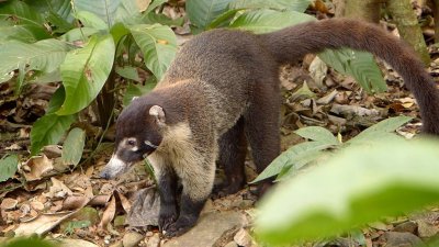 White-nosed Coati