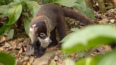 White-nosed Coati