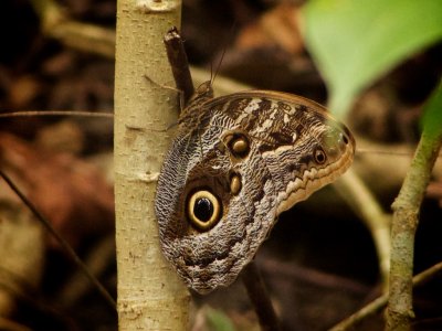 Owl Butterfly