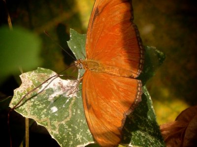 Juno Silverspot
