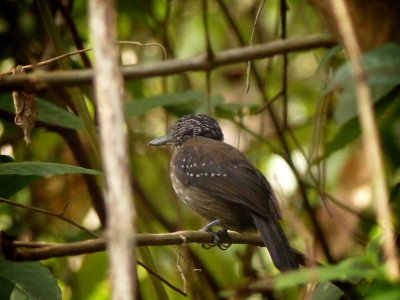 Black-hooded Antshrike